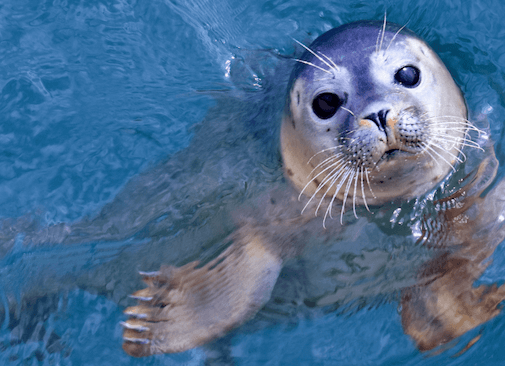 utile,société,surfrider,engagement,bénévole,don,action